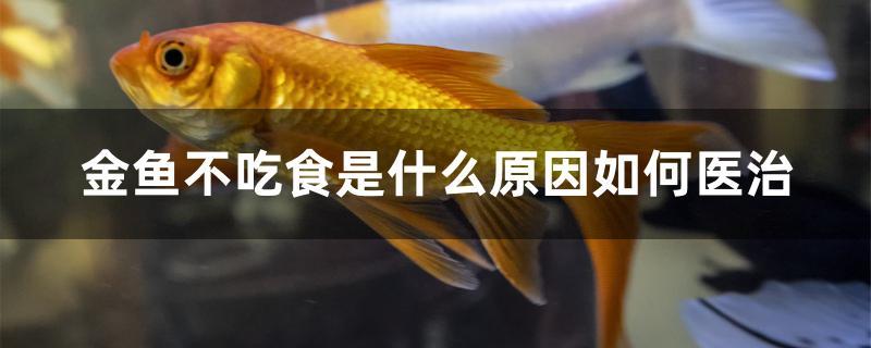 金鱼不吃食是什么原因如何 白子银龙苗（黄化银龙苗）