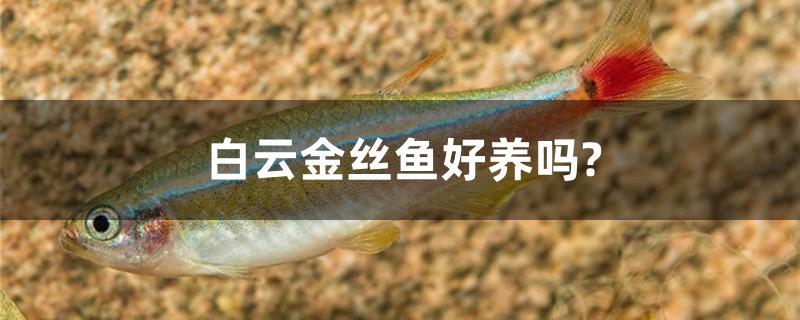 白云金絲魚好養(yǎng)嗎？ 財(cái)神鸚鵡魚