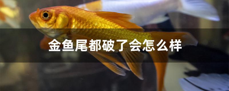 金魚尾都破了會(huì)怎么樣