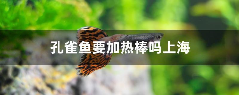 孔雀鱼要加热棒吗上海