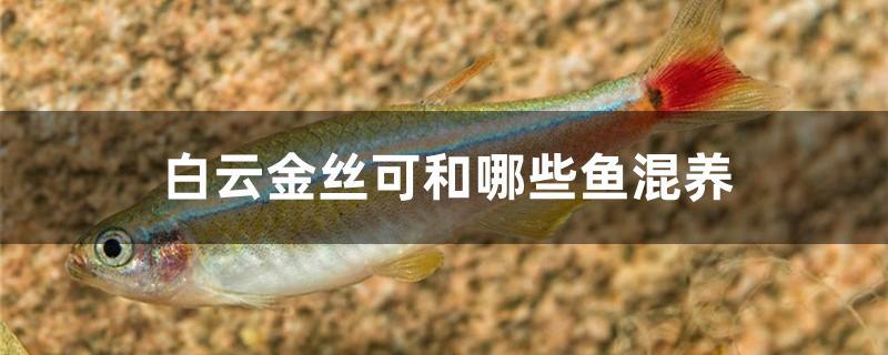 白云金丝可和哪些鱼混养