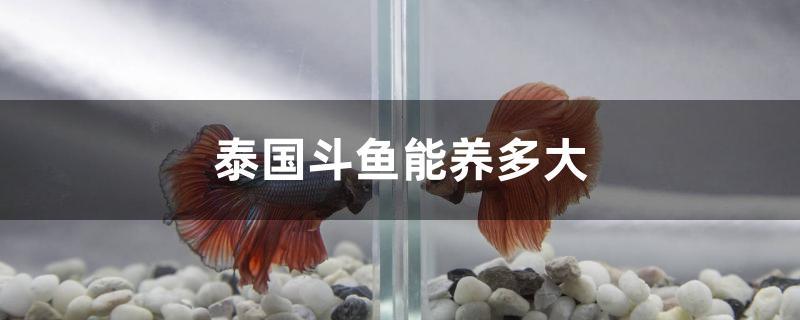 泰國鬥魚能養多大