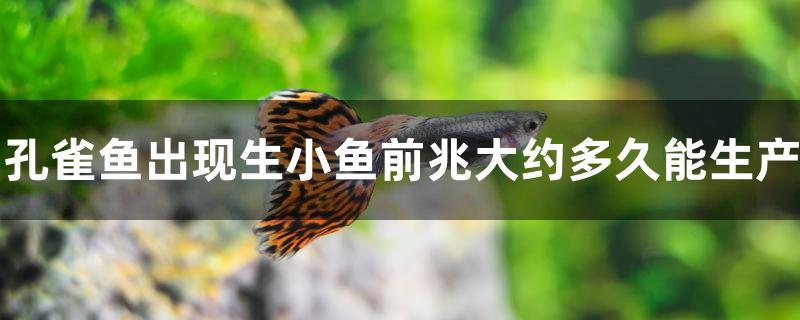 孔雀魚出現生小魚前兆大約多久能生產