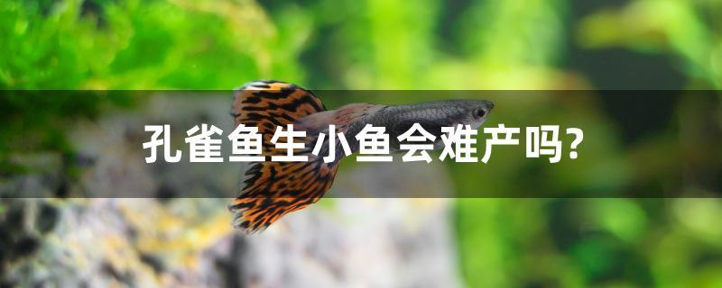 孔雀魚生小魚會難產(chǎn)嗎？