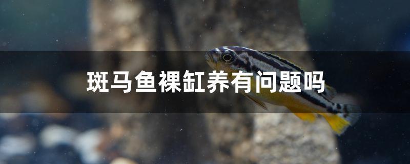 斑馬魚裸缸養(yǎng)有問題嗎