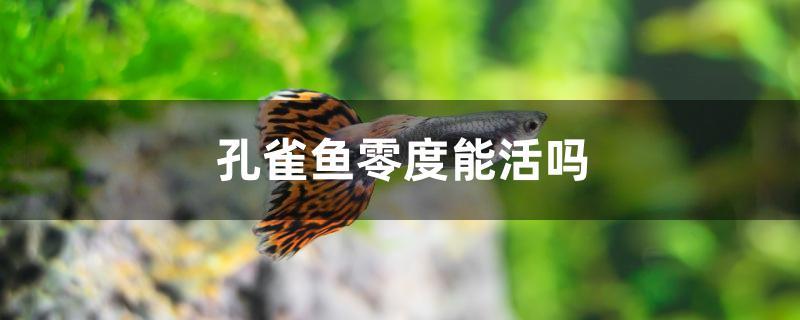 孔雀魚零度能活嗎 馬來西亞燕窩