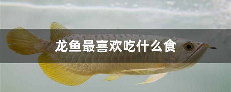 龙鱼最喜欢吃什么食