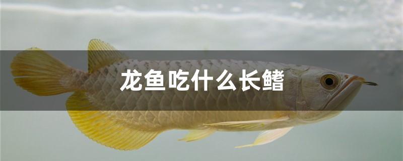 龍魚吃什么長鰭 藍(lán)底過背金龍魚