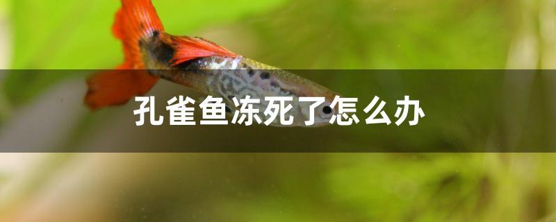 孔雀鱼冻死了怎么办 水族展会