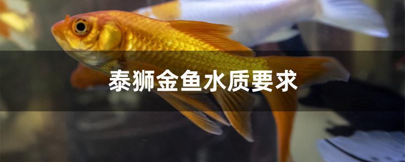 泰狮金鱼水质要求 帝王迷宫