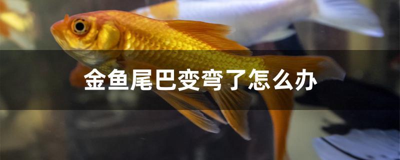 金鱼尾巴变弯了怎么办