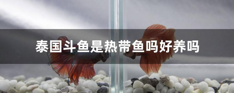 泰國(guó)斗魚(yú)是熱帶魚(yú)嗎好養(yǎng)嗎