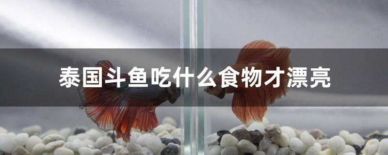 泰國斗魚吃什么食物才漂亮