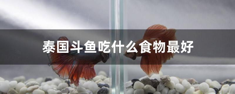 泰國(guó)斗魚吃什么食物最好 水族世界