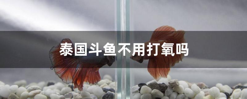 泰國(guó)斗魚不用打氧嗎 魟魚百科