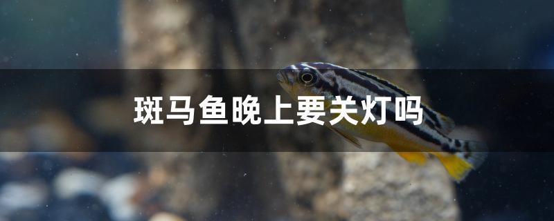 斑马鱼晚上要关灯吗