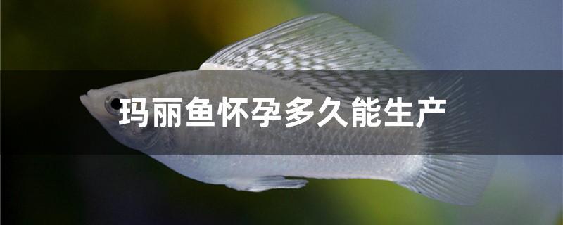 瑪麗魚懷孕多久能生產(chǎn)