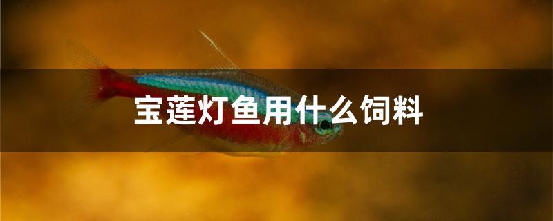 宝莲灯鱼用什么饲料