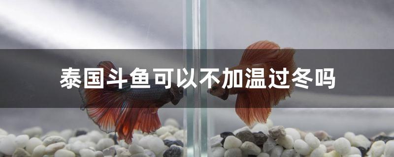 泰國斗魚可以不加溫過冬嗎 三色錦鯉魚