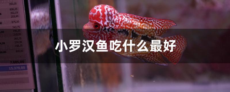 小羅漢魚吃什么最好