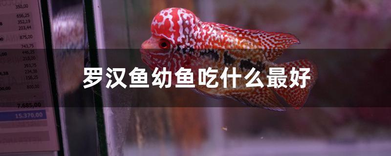 羅漢魚幼魚吃什么最好