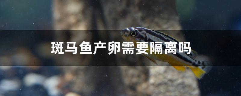 斑馬魚產(chǎn)卵需要隔離嗎 撒旦鴨嘴魚