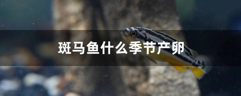 斑馬魚什么季節(jié)產(chǎn)卵