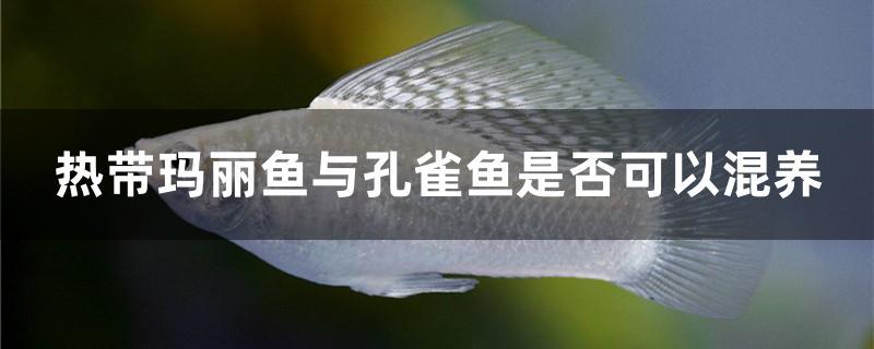 熱帶瑪麗魚與孔雀魚是否可以混養(yǎng) 觀賞魚疾病