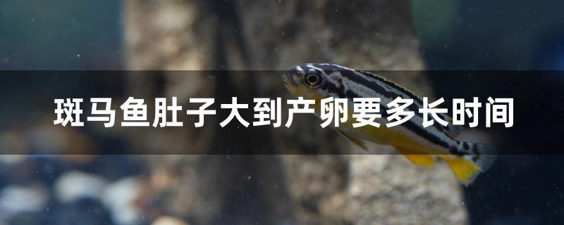 斑马鱼肚子大到产卵要多长时间