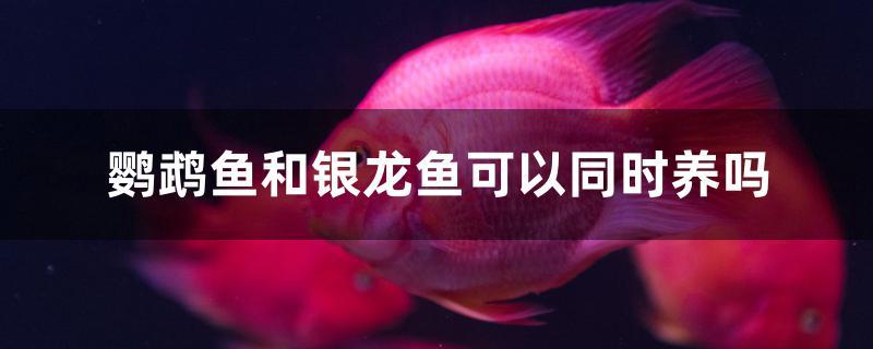 鸚鵡魚和銀龍魚可以同時(shí)養(yǎng)嗎