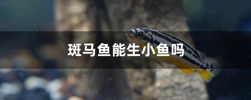 斑馬魚不能生小魚.它會產出魚卵,然後由魚卵孵化出小魚.