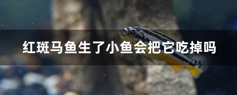 紅斑馬魚生了小魚會把它吃掉嗎 泰國虎魚