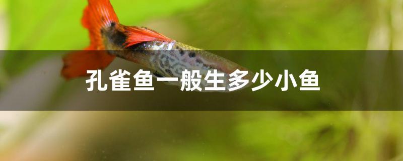 孔雀魚一般生多少小魚 祥龍水族護理水