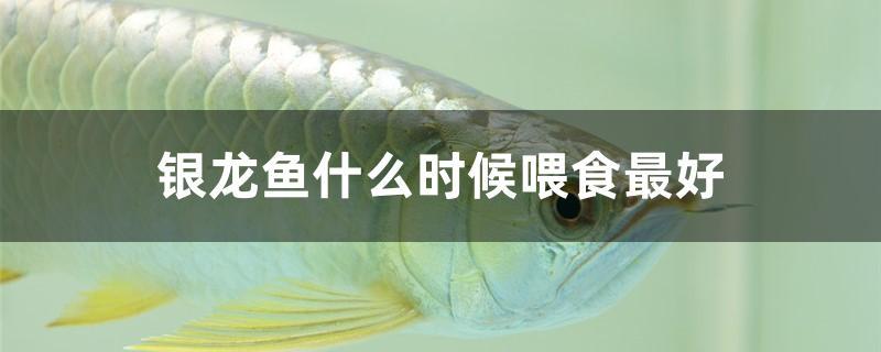 銀龍魚什么時(shí)候喂食最好 細(xì)線銀板魚苗