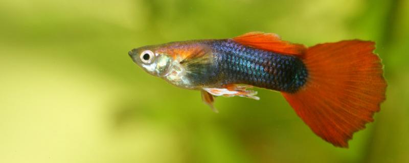 What is the guppy like and what species are there