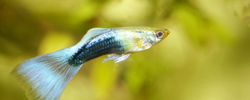 Why the male guppy has been chasing the female guppy bite, injured how to do