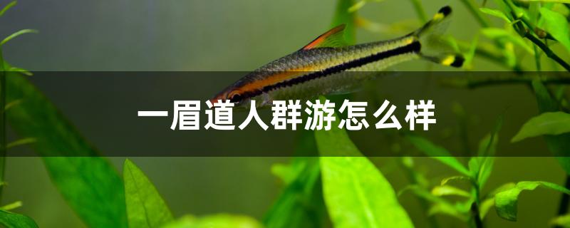 一眉道人群游怎么樣 潛水泵