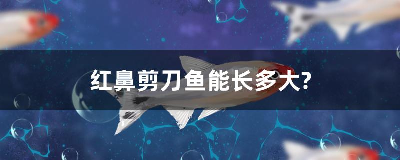 紅鼻剪刀魚能長多大？