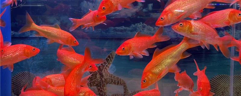 Can goldfish die when falling scales in a large area? How to treat falling scales