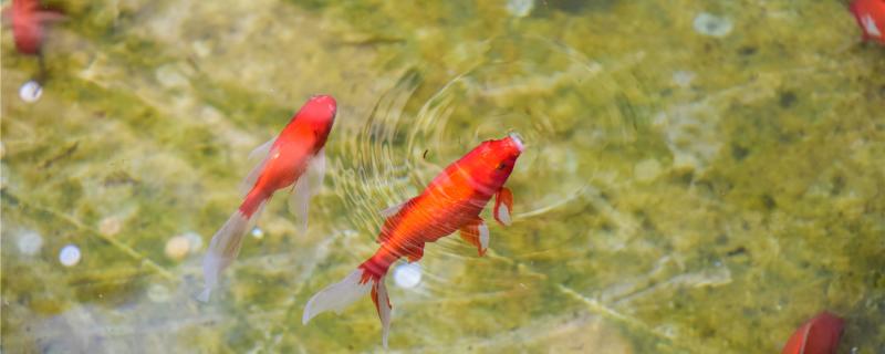 Are goldfish eating aquatic plants because they are not full? How to feed them correctly