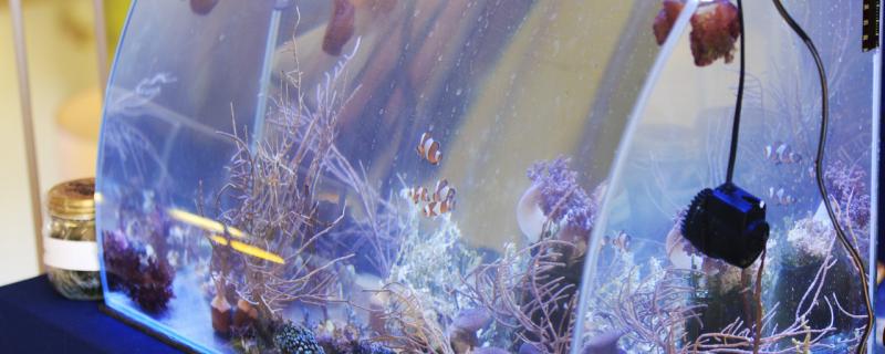 Do ornamental fish use oxygen all the time? What fish don't need oxygen