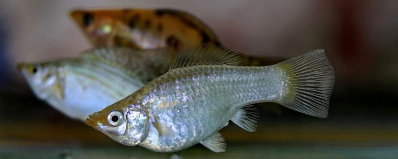 The simplest treatment method of white spot disease of ornamental fish, how to cure white spot disease