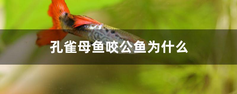 孔雀母鱼咬公鱼为什么 水族维护服务（上门）