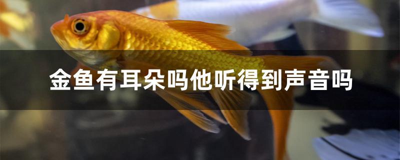 金魚有耳朵嗎他聽得到聲音嗎 鸚鵡魚