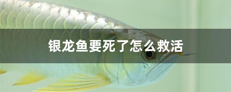 銀龍魚要死了怎么救活 觀賞魚