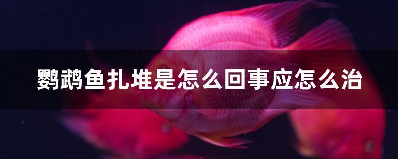 鸚鵡魚扎堆是怎么回事應(yīng)怎么治