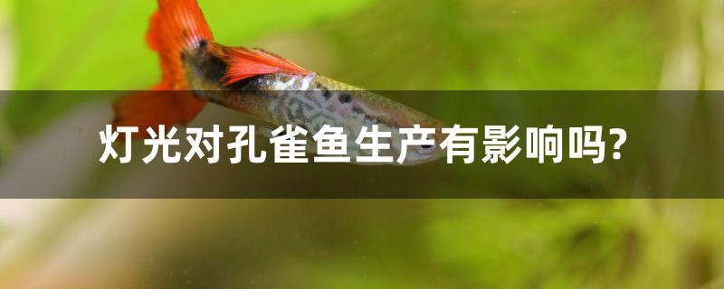 燈光對孔雀魚生產(chǎn)有影響嗎？ 大正錦鯉魚