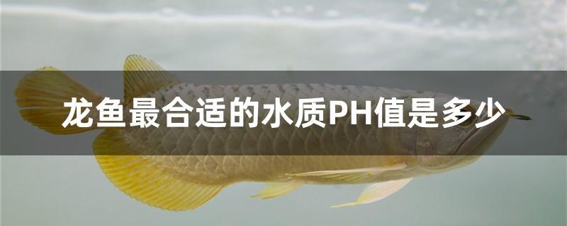 龙鱼最合适的水质PH值是多少 白子金龙鱼