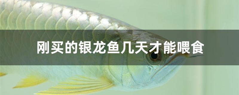 剛買的銀龍魚幾天才能喂食 白子銀龍魚苗