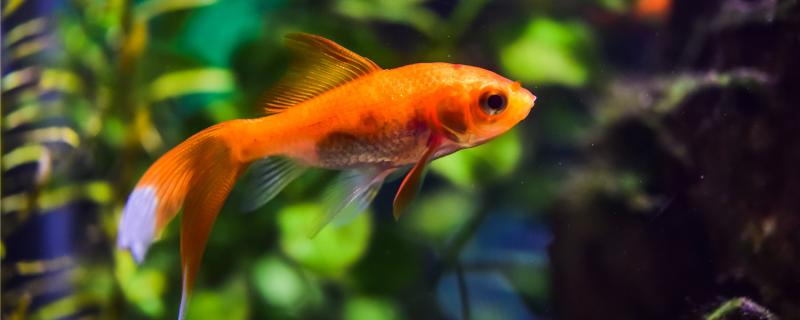 Small goldfish body bends what reason, how to solve